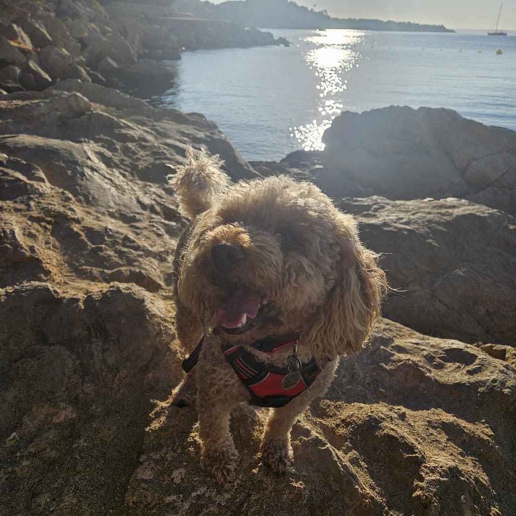 Dog on Rocky Beach