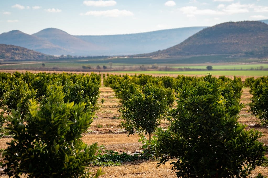 Olive grove