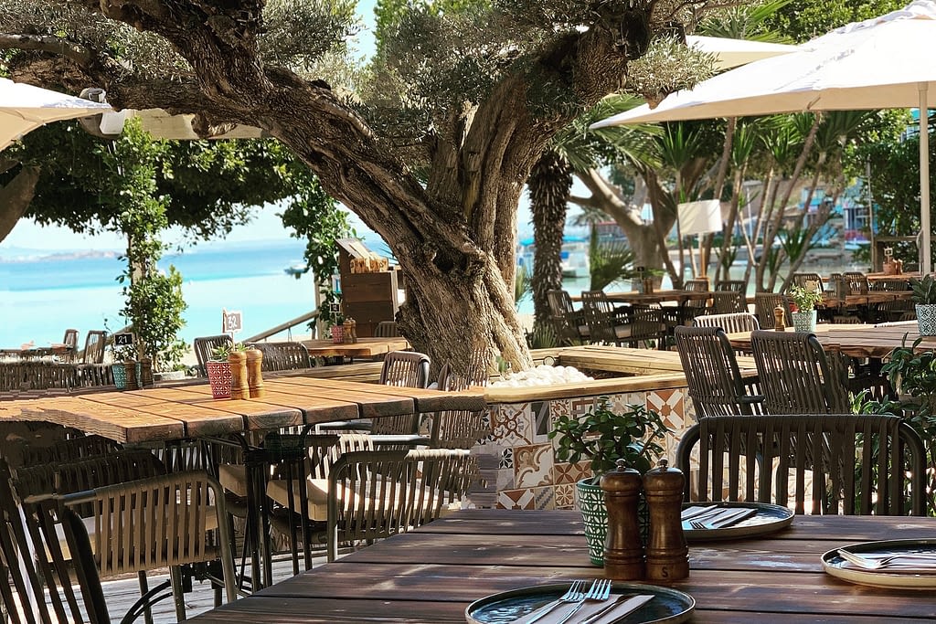 Olive Tree Palma Nova