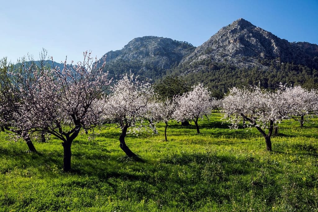 Almond Blossom