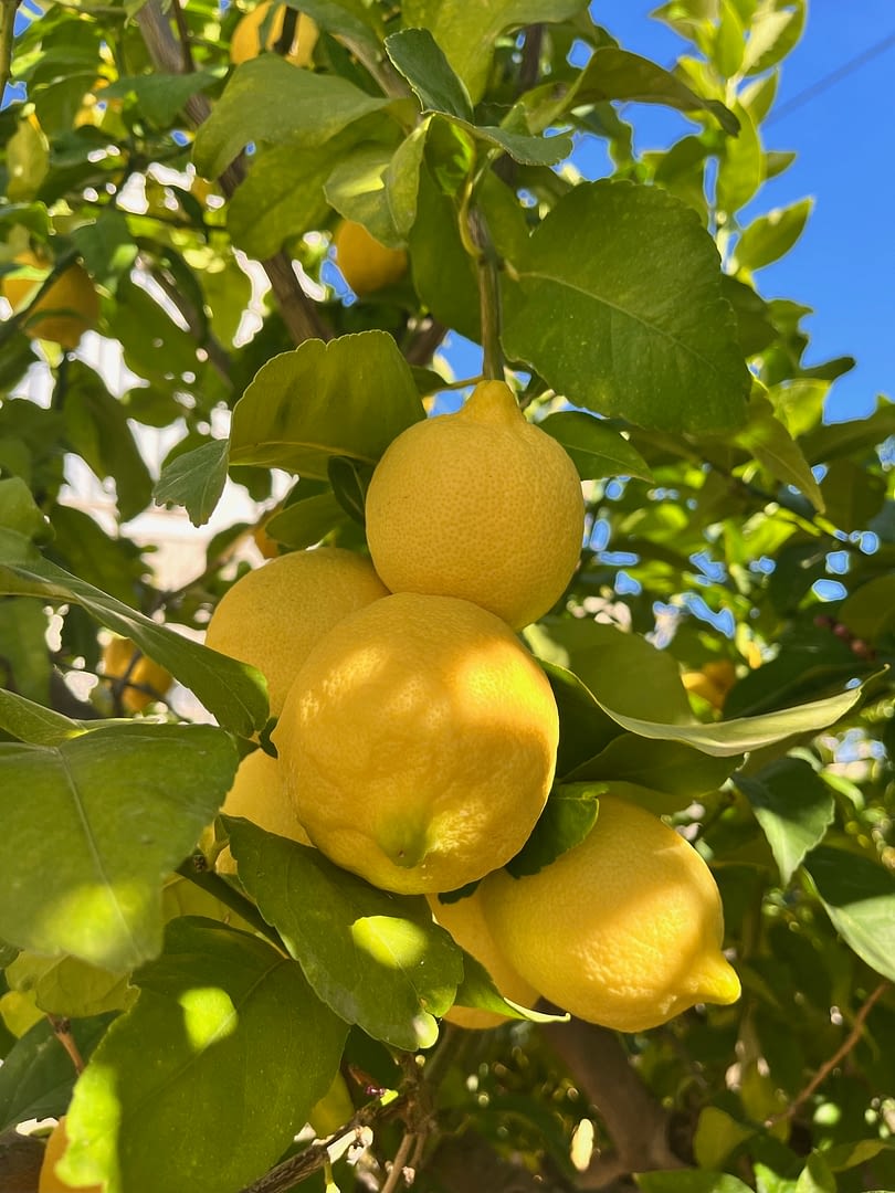 Lemons on tree