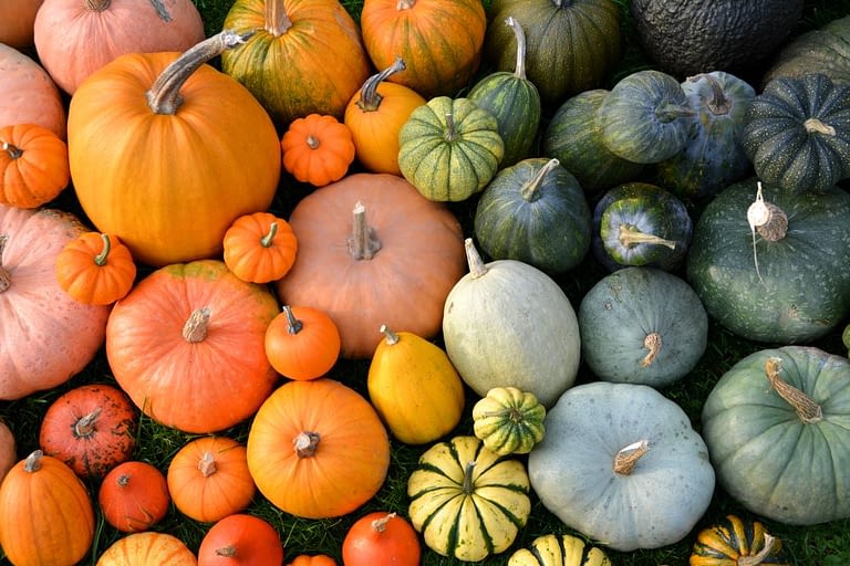 Pumpkins and Squash